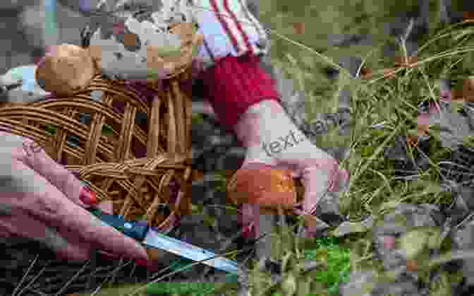 A Person Foraging For Wild Mushrooms In The Forest New Wild Mushroom Cookbook For Novices And Dummies