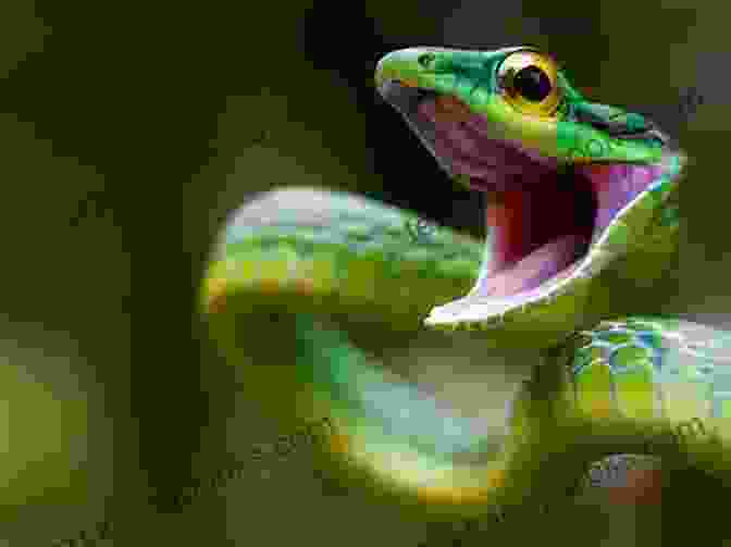 Cover Of It's Me: Snake Animal Encyclopedia, Featuring A Vibrant Green Snake On A Leafy Background Snake : Its Me Snake ( Animal Encyclopedia) (It S Me Series)