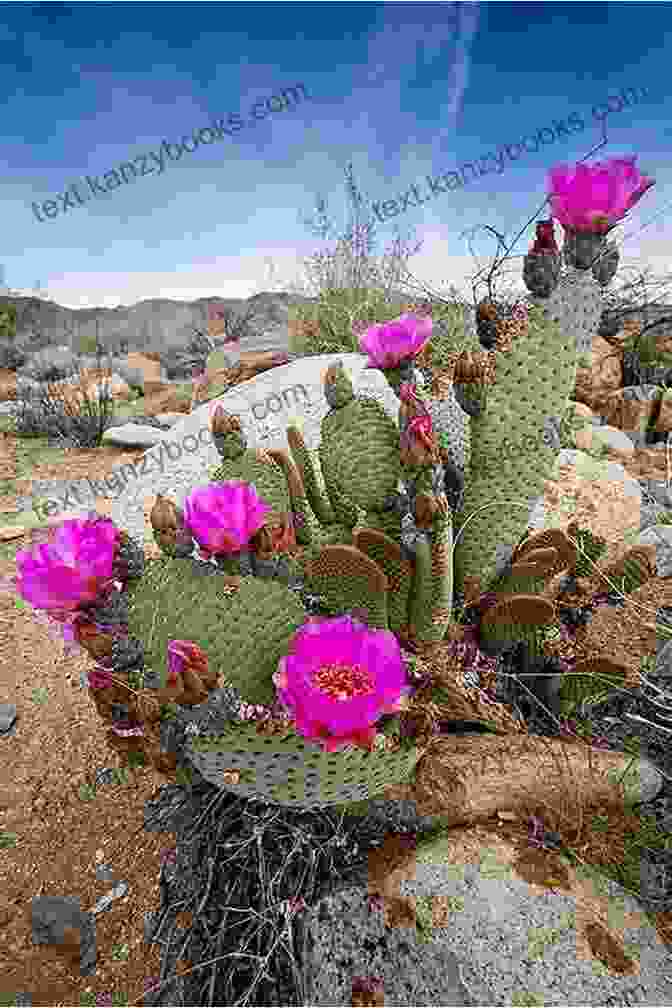 Desert Cactus In Bloom Remarkable Plants Of Texas: Uncommon Accounts Of Our Common Natives (Corrie Herring Hooks 62)