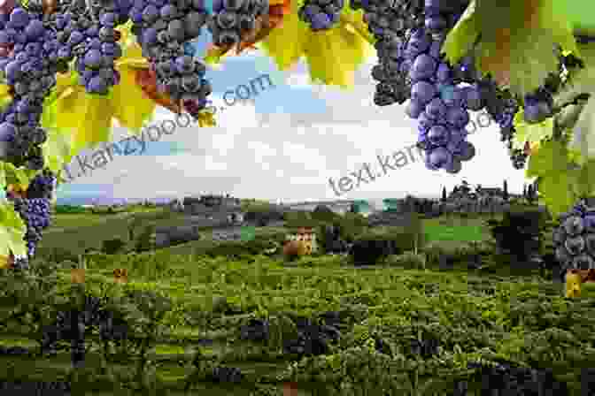 Lush Italian Vineyards Featured In Skinny Italian: Eat It And Enjoy It Live La Bella Vita And Look Great Too