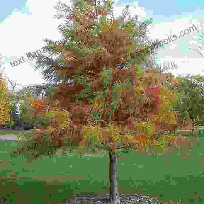 Towering Bald Cypress Tree Remarkable Plants Of Texas: Uncommon Accounts Of Our Common Natives (Corrie Herring Hooks 62)