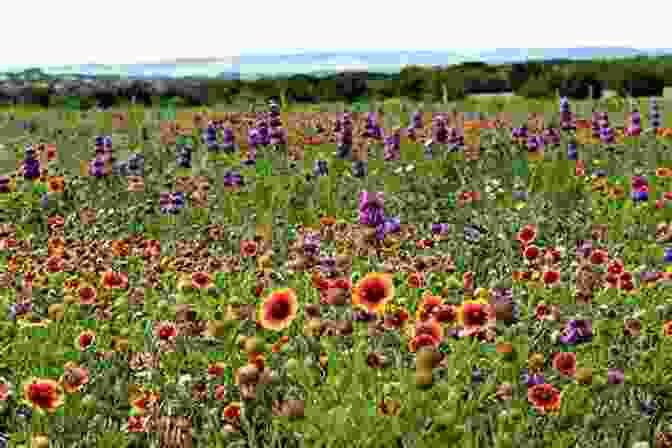 Vibrant Texas Wildflowers Remarkable Plants Of Texas: Uncommon Accounts Of Our Common Natives (Corrie Herring Hooks 62)